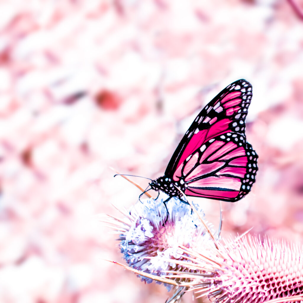ButterflySquare5 Compassion Now